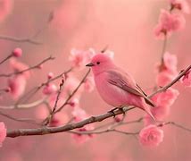 Image result for Lady Shadow Pink Bird