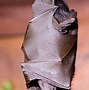 Image result for Bat Anthro Ears