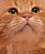 Image result for Fluffy Ginger Cat