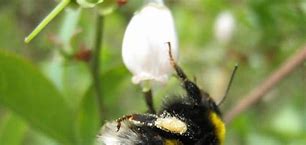 Image result for Blueberry Pollination Bees