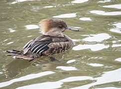 Image result for Hen Hooded Merganser