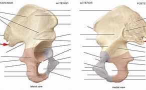 Image result for Skeletal System Pelvic Girdle