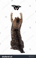 Image result for Cat Ctch Butteerfly