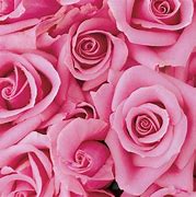 Image result for Questions Pink Flower