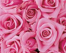 Image result for Pink Long Flowers