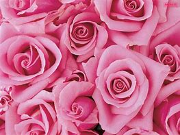 Image result for Pink Dull Flowers