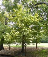 Image result for Mexican Plum Tree Texas