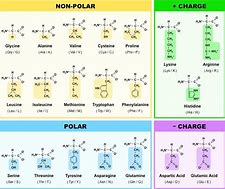 Image result for Amino Acid Properties Chart