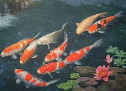 Image result for Wild Koi