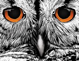 Image result for Owl with Orange Eyes