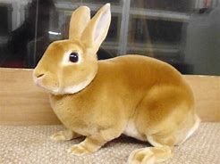 Image result for Mini Rex Rabbit Silhouette