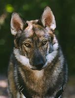 Image result for Tamaskan Husky Dog