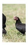 Image result for All-Black Serama Chicken