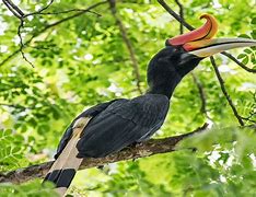 Image result for Rhinoceros Hornbill