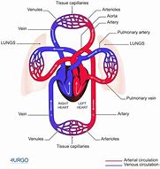 Image result for Circulatory System Diagram KS4