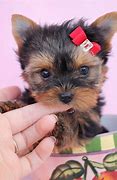 Image result for Cute Little Puppy Teacup Yorkie