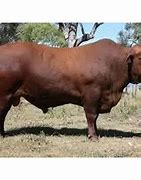 Image result for Beef Cattle Feed