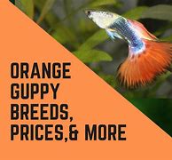 Image result for Orange Cobra Guppy