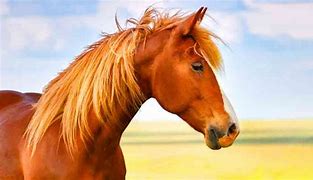 Image result for Light Brown Horse Stallion