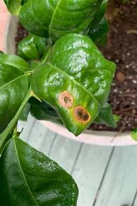 Image result for Black Bugs On Lemon Tree