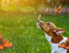 Image result for Fairy Tale Dog