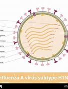 Image result for Orthomyxovirus