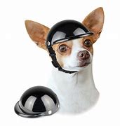 Image result for dog motorcycle helmet safety