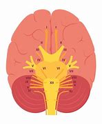 Image result for Cranial Nerves Number Diagram