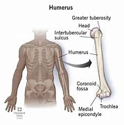 Image result for Ox Humerus