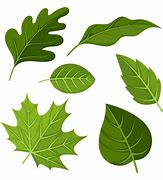 Image result for 7 Leaves Clip Art