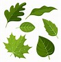 Image result for Small Leaf