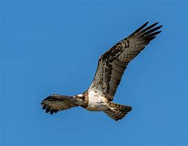 Image result for Osprey Flying