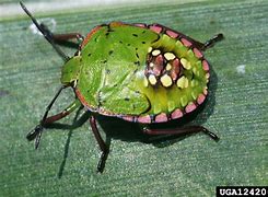 Image result for Southern Green Stink Bug