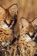 Image result for Serval Cat One Year Old