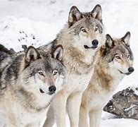 Image result for Fall Wolves