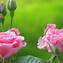 Image result for Fun Flowers Pink