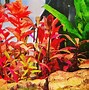 Image result for Aquarium Full of Flowers