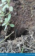 Image result for Tropical Soil