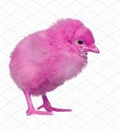 Image result for Black Pink Square Up Gym Chicken