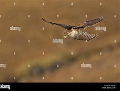 Image result for Kestrel Hunting