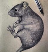 Image result for Pet Rat Drawing