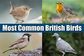 Image result for 10 Most Common British Birds