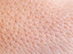 Image result for Human Skin Pores