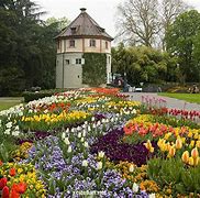 Image result for Mainau Flowers