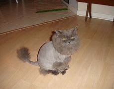 Image result for Lion Shave Cat