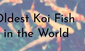 Image result for Oldest Koi Fish