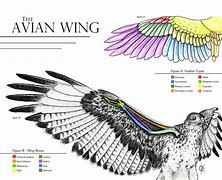 Image result for Wing Feather Anatomy