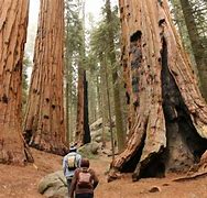 Image result for Sequoia and Kings Canyon Search and Rescue