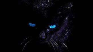 Image result for Cat Eyes Wallpaper