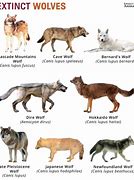 Image result for Dire Wolf Extinct